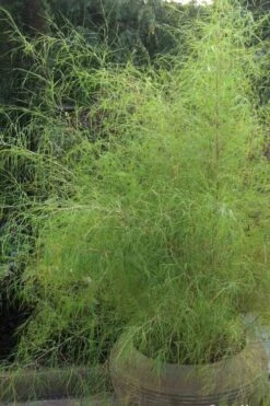 Bamboo Muhly Grass - 1 Gallon Pot -Wilson Bros Gardens Shop muhlenbergia dumosa bamboo muhly grass 1