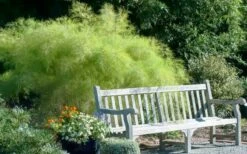 Bamboo Muhly Grass - 3 Gallon Pot -Wilson Bros Gardens Shop muhlenbergia dumosa bamboo muhly grass 12
