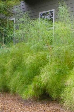 Bamboo Muhly Grass - 3 Gallon Pot -Wilson Bros Gardens Shop muhlenbergia dumosa bamboo muhly grass 13