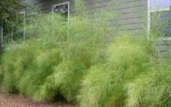 Bamboo Muhly Grass - 1 Gallon Pot -Wilson Bros Gardens Shop muhlenbergia dumosa bamboo muhly grass 2