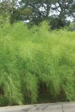 Bamboo Muhly Grass - 1 Gallon Pot -Wilson Bros Gardens Shop muhlenbergia dumosa bamboo muhly grass 4