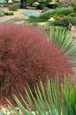 Undaunted Ruby Muhly Grass - 1 Gallon Pot