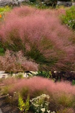 Undaunted Ruby Muhly Grass - 1 Gallon Pot -Wilson Bros Gardens Shop muhlenbergia reverchonii undaunted red muhly grass 2