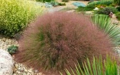 Undaunted Ruby Muhly Grass - 1 Gallon Pot -Wilson Bros Gardens Shop muhlenbergia reverchonii undaunted red muhly grass 5