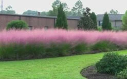 Pink Muhly Grass (Cotton Candy Grass) - 32 Pack Of 1 Gallon Pots -Wilson Bros Gardens Shop muhly grass pink 70 4