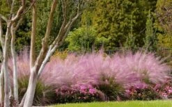 Pink Muhly Grass (Cotton Candy Grass) - 16 Pack Of 1 Gallon Pots -Wilson Bros Gardens Shop muhly grass pink 76 3