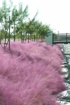 Pink Muhly Grass - Cotton Candy Grass - 3 Gallon Pot 14 Pink Muhly Grass - Cotton Candy Grass - 3 Gallon Pot -Wilson Bros Gardens Shop muhly grass pink 77 1