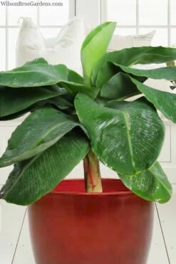 Little Prince Banana Plant - 1 Gallon Pot -Wilson Bros Gardens Shop musa little prince dwarf banana plant 1