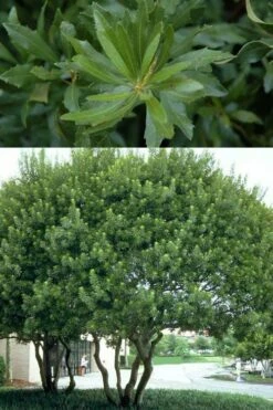 Southern Wax Myrtle - 7 Gallon Pot (3-4') -Wilson Bros Gardens Shop myrica cerifera southern wax myrtle 100 1