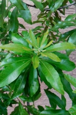 Southern Wax Myrtle - 7 Gallon Pot (3-4') -Wilson Bros Gardens Shop myrica cerifera southern wax myrtle 102 1