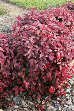Blush Pink Nandina - 3 Gallon Pot -Wilson Bros Gardens Shop nandina blush pink 2 500x750 2
