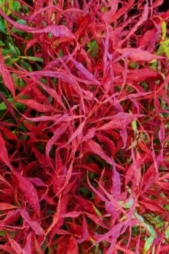 Bonfire Dwarf Nandina (Heavenly Bamboo) - 3 Gallon Pot -Wilson Bros Gardens Shop nandina bonfire 101