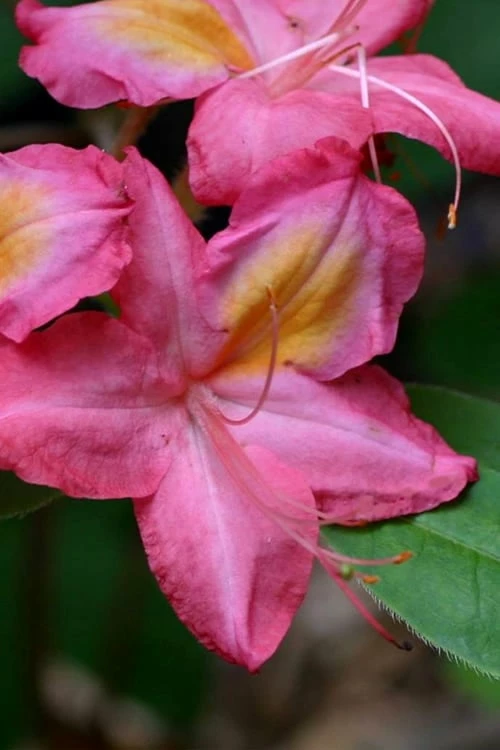 Country Cousin Pink Aromi Azalea (Rhododendron Hybrid) - 3 Gallon Pot 1 Country Cousin Pink Aromi Azalea (Rhododendron Hybrid) - 3 Gallon Pot