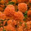 Mandarin Lights Cold Hardy Azalea (Rhododendron) - 3 Gallon Pot