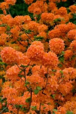 Mandarin Lights Cold Hardy Azalea (Rhododendron) - 3 Gallon Pot -Wilson Bros Gardens Shop native azalea mandarin lights 3 1
