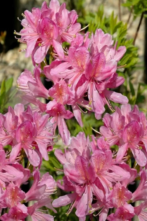Western Lights Cold Hardy Azalea (Rhododendron) - 3 Gallon Pot 1 Western Lights Cold Hardy Azalea (Rhododendron) - 3 Gallon Pot