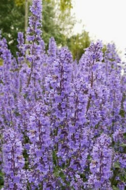 Summer Magic Catmint (Nepeta Grandiflora) - 1 Gallon Pot -Wilson Bros Gardens Shop nepeta grandiflora summer magic catmint 3 1