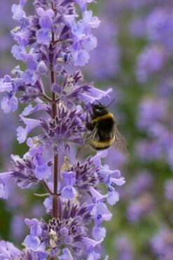 Summer Magic Catmint (Nepeta Grandiflora) - 1 Gallon Pot -Wilson Bros Gardens Shop nepeta grandiflora summer magic catmint 4 1