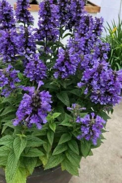 Neptune Catmint (Nepeta) - 1 Gallon Pot -Wilson Bros Gardens Shop nepeta neptune catmint 7
