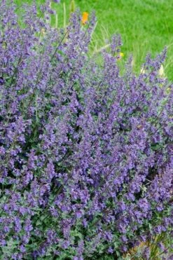 Six Hills Giant Catmint (Nepeta) - 5 Pack Of Quart Pots -Wilson Bros Gardens Shop nepeta six hills giant catmint 1