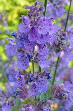 Six Hills Giant Catmint (Nepeta) - 5 Pack Of Quart Pots -Wilson Bros Gardens Shop nepeta six hills giant catmint 10