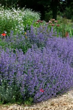 Six Hills Giant Catmint (Nepeta) - 5 Pack Of Quart Pots -Wilson Bros Gardens Shop nepeta six hills giant catmint 2