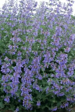 Six Hills Giant Catmint (Nepeta) - 5 Pack Of Quart Pots -Wilson Bros Gardens Shop nepeta six hills giant catmint 7