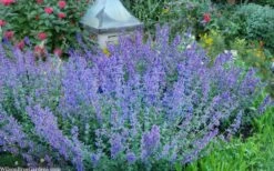 Six Hills Giant Catmint (Nepeta) - 5 Pack Of Quart Pots -Wilson Bros Gardens Shop nepeta six hills giant catmint 8