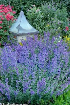 Six Hills Giant Catmint (Nepeta) - 5 Pack Of Quart Pots -Wilson Bros Gardens Shop nepeta six hills giant catmint 9