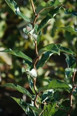 Zydeco Twist Black Gum Tree - 7 Gallon Pot (3-4') -Wilson Bros Gardens Shop nyssa sylvatica zydeco twist black gum tupelo tree 3 1