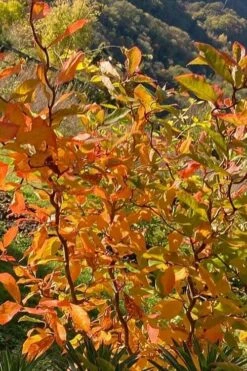 Zydeco Twist Black Gum Tree - 7 Gallon Pot (3-4') -Wilson Bros Gardens Shop nyssa sylvatica zydeco twist black gum tupelo tree 4 1