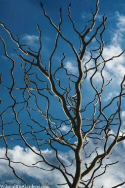 Zydeco Twist Black Gum Tree - 7 Gallon Pot (2-3')