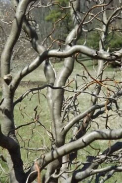 Zydeco Twist Black Gum Tree - 7 Gallon Pot (3-4') -Wilson Bros Gardens Shop nyssa sylvatica zydeco twist black gum tupelo tree 6 1