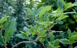 Zydeco Twist Black Gum Tree - 7 Gallon Pot (3-4') -Wilson Bros Gardens Shop nyssa sylvatica zydeco twist black gum tupelo tree 8 1