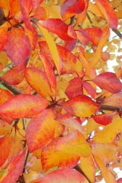 Zydeco Twist Black Gum Tree - 7 Gallon Pot (3-4') -Wilson Bros Gardens Shop nyssa sylvatica zydeco twist black gum tupelo tree 9 1