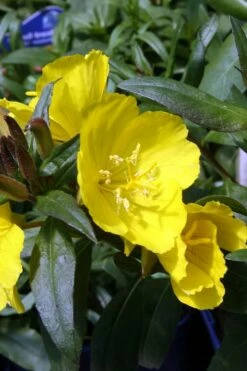 Fireworks Sundrops (Oenothera Fruticosa) - 1 Gallon Pot -Wilson Bros Gardens Shop oenothera fruticosa fireworks sundrops 13