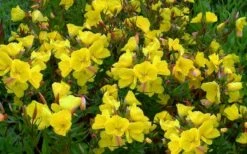 Fireworks Sundrops (Oenothera Fruticosa) - 1 Gallon Pot -Wilson Bros Gardens Shop oenothera fruticosa fireworks sundrops 16
