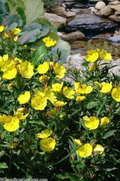 Fireworks Sundrops (Oenothera Fruticosa) - 1 Gallon Pot -Wilson Bros Gardens Shop oenothera fruticosa fireworks sundrops 18