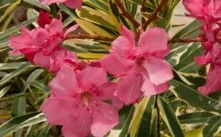 Twist Of Pink Oleander - 2 Gallon Pot -Wilson Bros Gardens Shop oleander20twist20of20pink