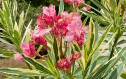 Twist Of Pink Oleander - 2 Gallon Pot -Wilson Bros Gardens Shop oleander20twist20of20pink202