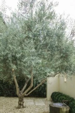 Arbequina Olive Tree - 1 Gallon Pot -Wilson Bros Gardens Shop olive tree arbequina 4 2