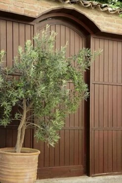 Arbequina Olive Tree - 7 Gallon Pot (4-5') -Wilson Bros Gardens Shop olive tree arbequina 6 5