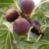 Fig 'Olympian' (Ficus Carica)
