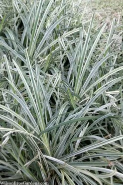 Silver Mist Mondo Grass - 6 Pack Of Pint Pots -Wilson Bros Gardens Shop ophiopogon japonicus silver20mist modo grass 2