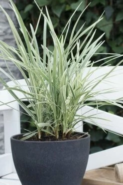 Silver Mist Mondo Grass - 6 Pack Of Pint Pots -Wilson Bros Gardens Shop ophiopogon japonicus silver20mist modo grass 3