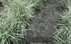 Silver Mist Mondo Grass - 6 Pack Of Pint Pots -Wilson Bros Gardens Shop ophiopogon japonicus silver20mist modo grass 4