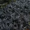 Black Beard Black Mondo Grass - Ophiopogon Planiscapus - 1 Gallon Pot