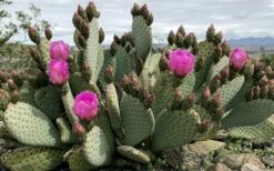 Beavertail Prickly Pear Cactus - 3 Gallon Pot -Wilson Bros Gardens Shop opuntia basilaris beavertail prickly pear cactus 2