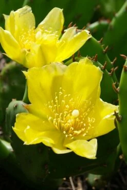 Eastern Prickly Pear Cactus (Opuntia Humifusa) - 3 Gallon Pot -Wilson Bros Gardens Shop opuntia humifusa eastern prickly pear cactus 1