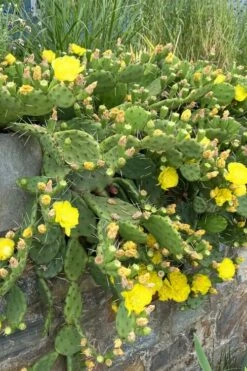 Eastern Prickly Pear Cactus (Opuntia Humifusa) - 3 Gallon Pot -Wilson Bros Gardens Shop opuntia humifusa eastern prickly pear cactus 10